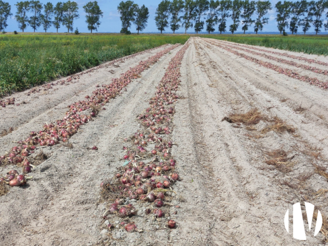 10451 Biologische groenten in volle grond