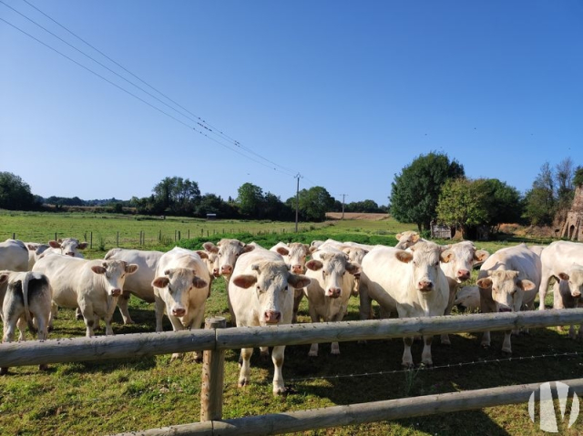 10150 Varkens en zoogkoeien op 60 hectare