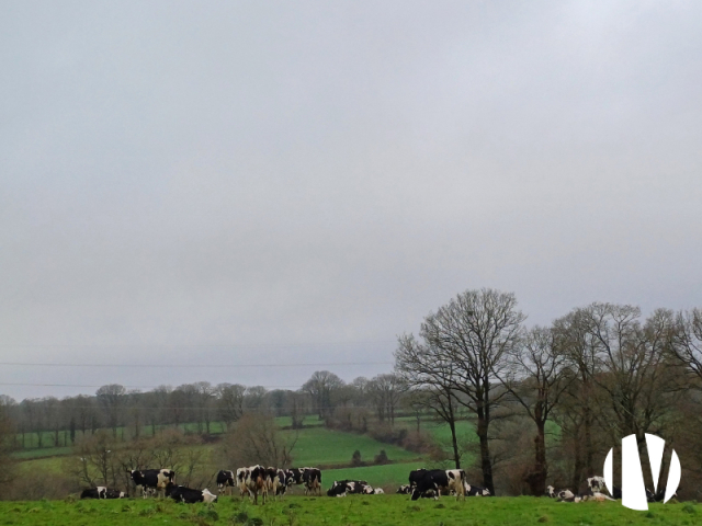 10529 Melkveebedrijf met ongeveer 590.000 liter