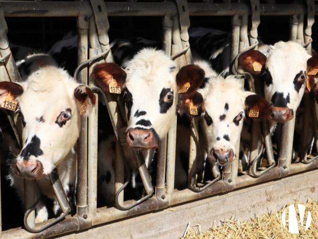 10045 Melkveebedrijf op 78 hectare, goed rendabel